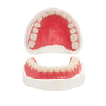 Fake Teeth Denture Top and Bottom Temporary Teeth I3509