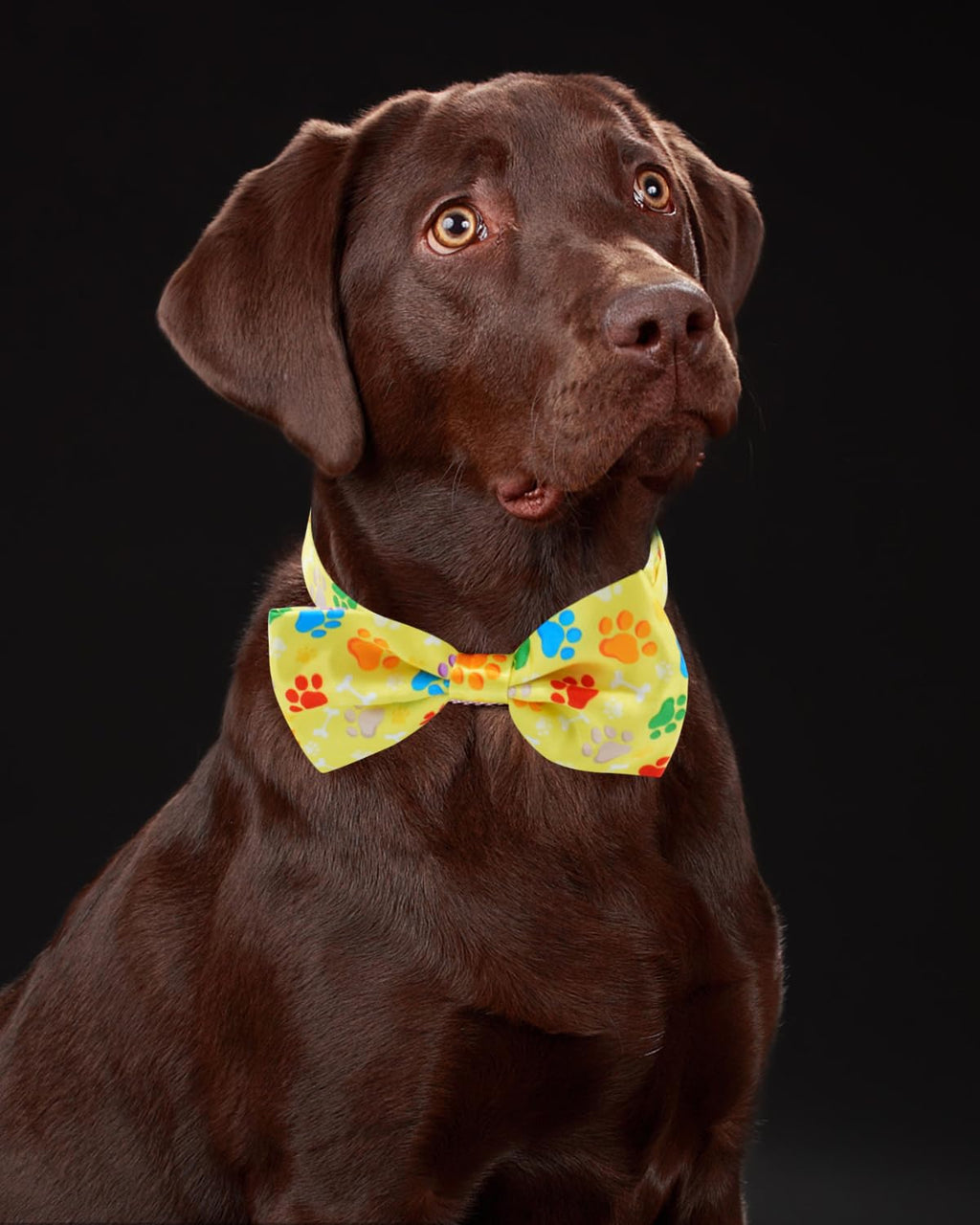 60 Pack Paw Print Dog Bowties and Ties V567506
