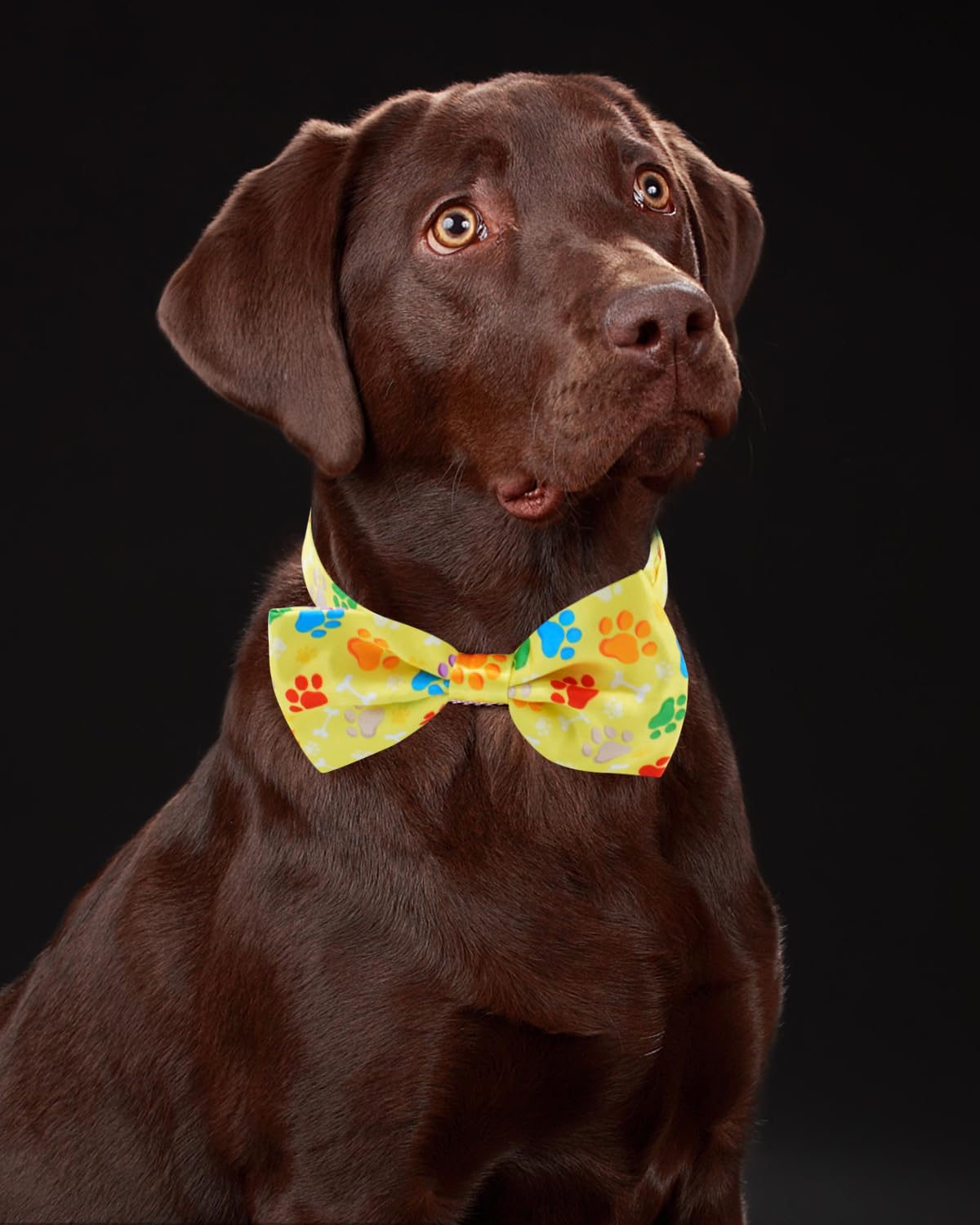 60 Pack Paw Print Dog Bowties and Ties V567506