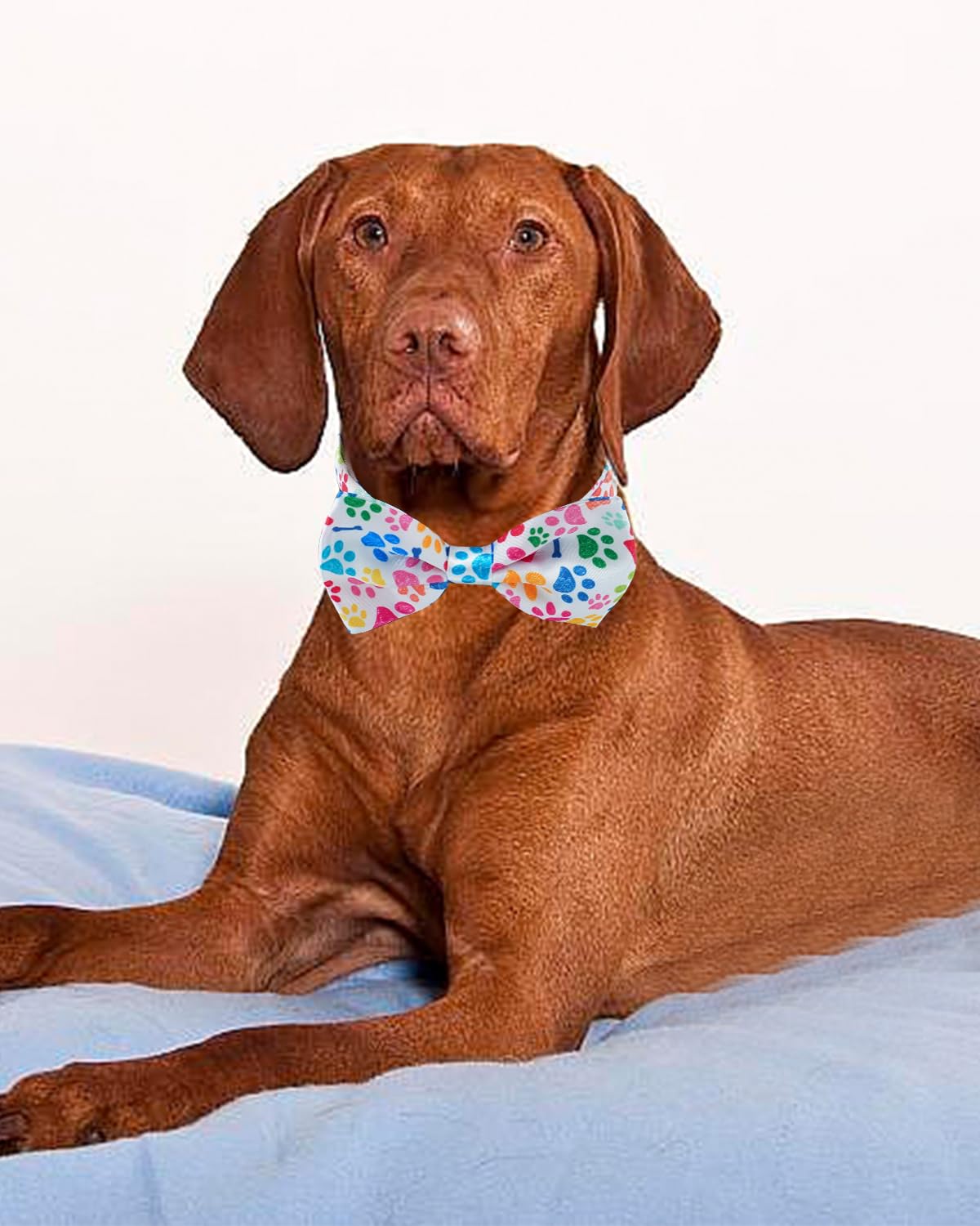 60 Pack Paw Print Dog Bowties and Ties V567506
