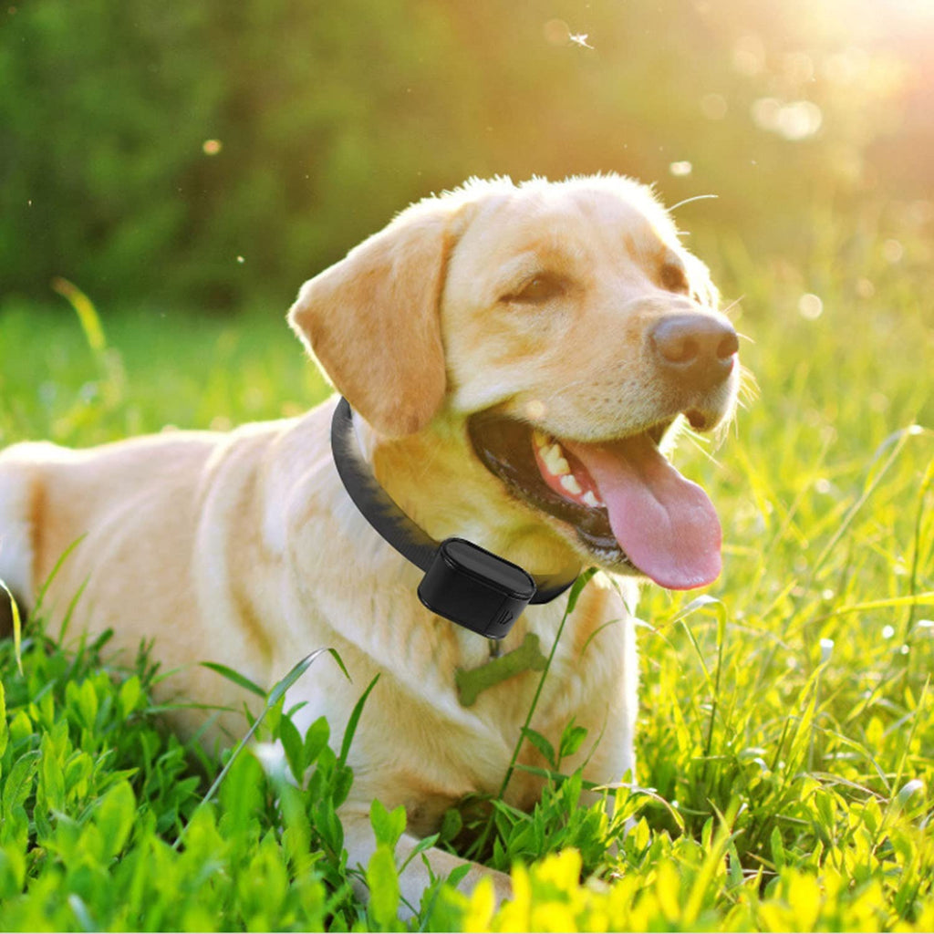 Electric Dog Fence System with 2 Collars Q877